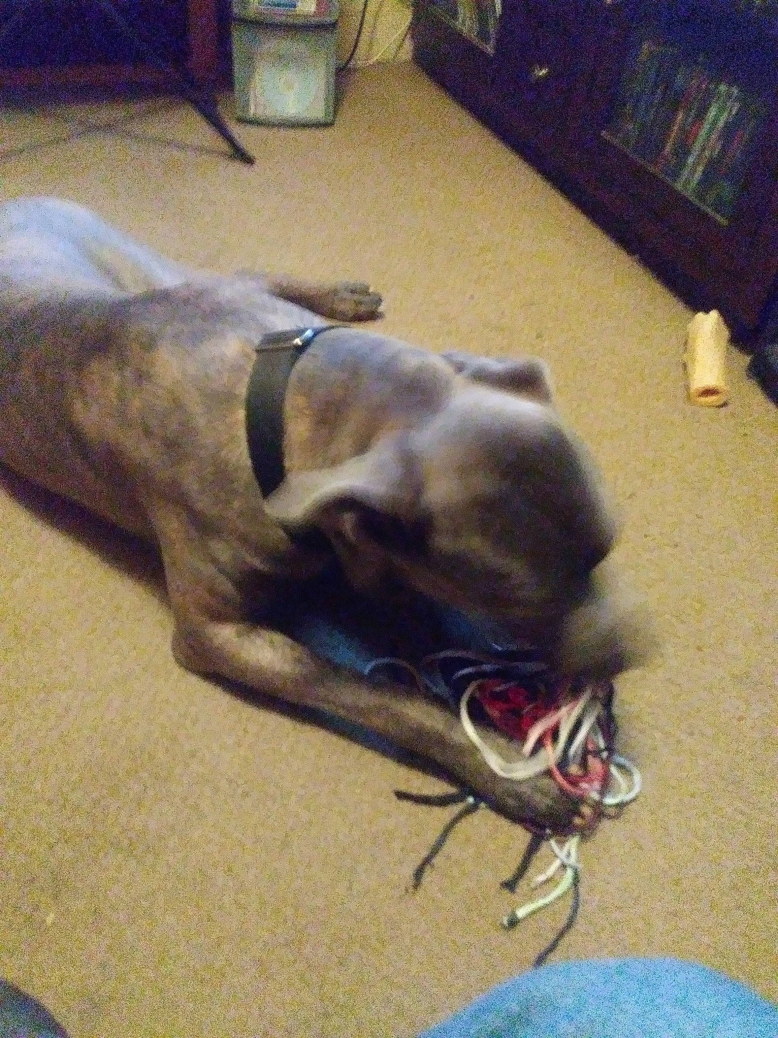 Capone is registered to the contest to win money with this photo: carnivore, collar, comfort, companion_dog, dog, dog_breed, dog_collar, dog_supply, fawn, flooring, fur, guard_dog, human_leg, leash, liver, paw, pet_supply, snout, tail, working_animal