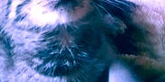 Skylar is registered to the contest to win money with this photo: kitten, cat, close_up, blanket, soft_texture, indoor, blurred_background, flowers, cozy, fur, whiskers, paws, curious, pet, domestic_animal, young, cute, feline, resting, home