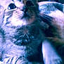 kitten, cat, close_up, blanket, soft_texture, indoor, blurred_background, flowers, cozy, fur, whiskers, paws, curious, pet, domestic_animal, young, cute, feline, resting, home