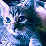 Skylar joined the competition — help win amazing prizes! kitten, cat, close_up, indoor, blanket, soft_texture, animal, pet, curious, feline, whiskers, ears, eyes, resting, cozy, sunflowers, background, warm_lighting, young, tabby