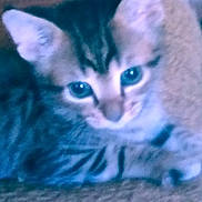 Skylar joined the competition — help win amazing prizes! kitten, cat, animal, pet, feline, ears, eyes, face, fur, striped, close_up, indoor, curious, resting, texture, couch, blue_curtain, young, cute, blurred