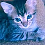 kitten, cat, animal, pet, feline, ears, eyes, face, fur, striped, close_up, indoor, curious, resting, texture, couch, blue_curtain, young, cute, blurred