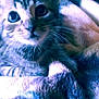 Skylar joined the competition — help win amazing prizes! kitten, cat, close_up, blanket, indoor, cozy, furry, pet, animal, cute, young, snuggled, soft, fur, whiskers, portrait, home, domestic, relaxing, curious