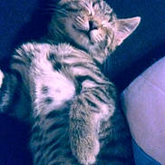 Skylar is registered to the contest to win money with this photo: adorable, animal, cat, closeup, cozy, cute, domestic, feline, fur, indoor, kitten, paw, pet, relaxing, resting, sleeping, soft, tabby, whiskers, young