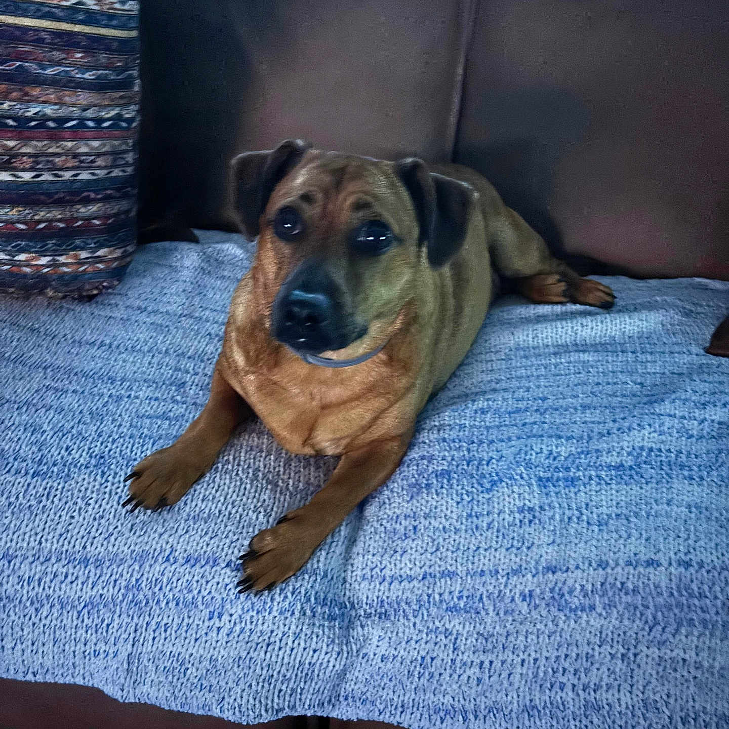 Lucca is registered to the contest to win money with this photo: animal, bed, bedroom, blanket, bulldog, canine, couch, cushion, dog, furniture, homedecor, hound, indoors, interiordesign, person, pet, pillow, puppy, room, sleeping