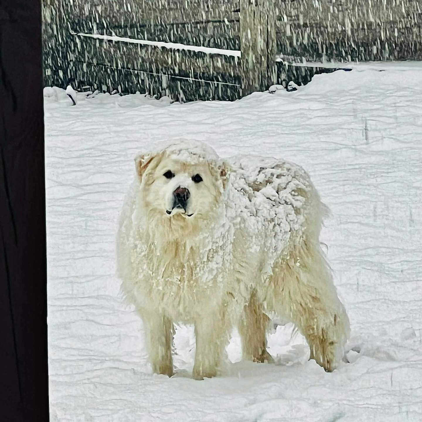 Baxter is registered to the contest to win money with this photo: animal, blizzard, canine, dog, eskimodog, nature, outdoors, person, pet, puppy, sitting, snow, storm, weather, whitedog, winter, wolf