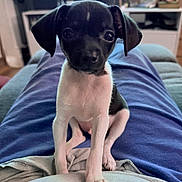 Joy Norfleet is registered to the contest to win money with this photo: puppy, dog, black_and_white, sitting, portrait, indoors, living_room, lap, pet, animal, floppy_ears, short_hair, cute, small_dog, white_chest, black_fur, front_view, home, television, blanket