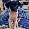 puppy, dog, black_and_white, sitting, portrait, indoors, living_room, lap, pet, animal, floppy_ears, short_hair, cute, small_dog, white_chest, black_fur, front_view, home, television, blanket