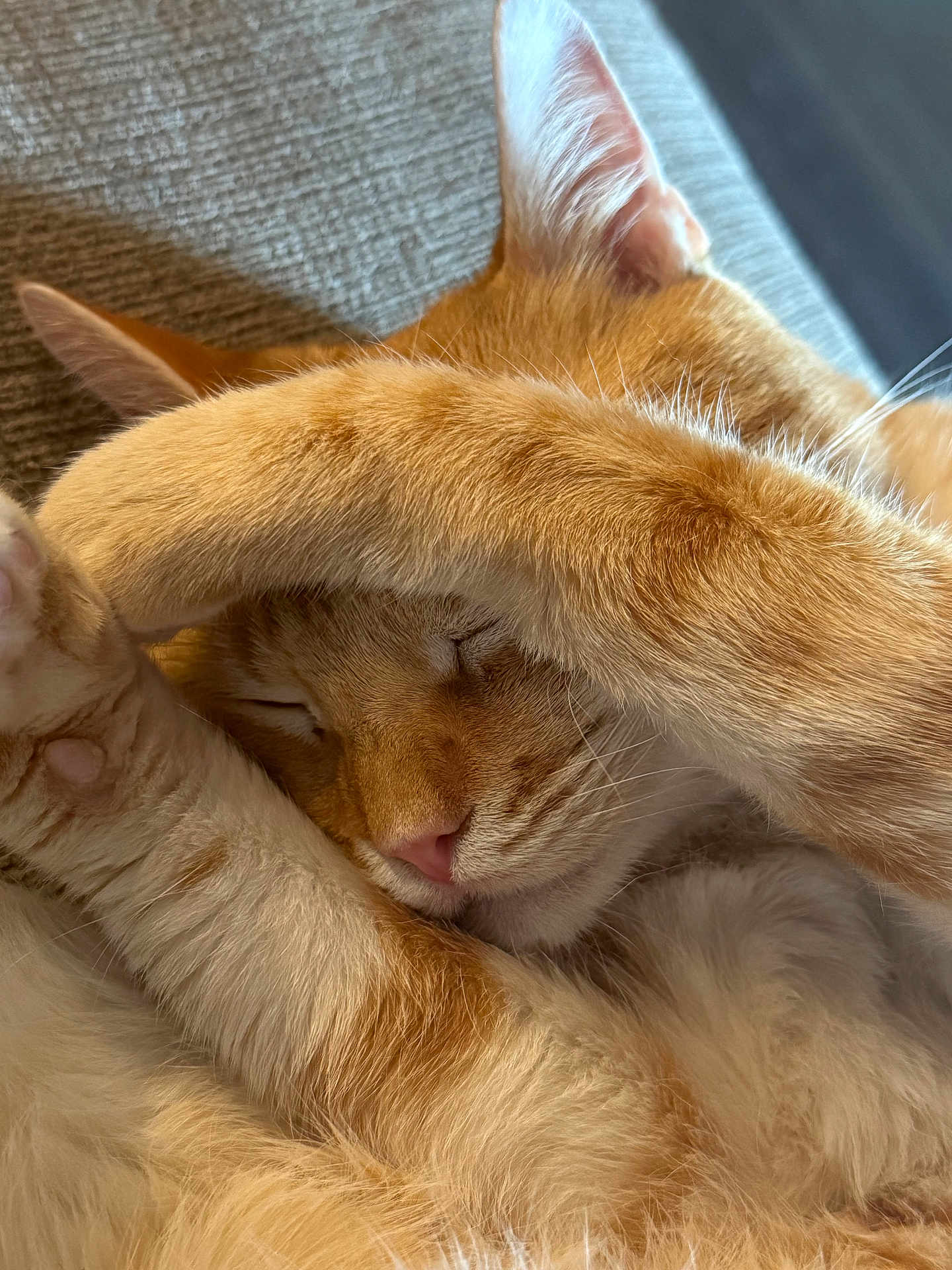 Whiskey is registered to the contest to win money with this photo: cat, orange_tabby, sleeping, paws, close_up, fur, whiskers, nose, ears, relaxation, cute, pet, domestic_cat, cozy, resting, indoor, soft, texture, animal, feline
