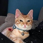 Whiskey joined the competition — help win amazing prizes! cat, orange_tabby, collar, bell, pet, indoor, couch, furniture, human_hand, relaxed, closeup, face, ears, paw, fur, domestic_animal, comfort, blue_wall, black_shirt, stars