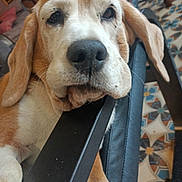 Jade participe au concours pour gagner de l'argent avec cette photo : animal, beagle, brown, chair, close_up, cozy, dog, ears, floor_tiles, fur, furniture, head, indoor, napping, paw, pet, relaxed, resting, snout, white