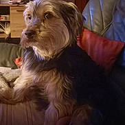 Jarvis participe au concours pour gagner de l'argent avec cette photo : dog, indoor, couch, red_cushion, wooden_furniture, pet, fur, animal, relaxing, warm_lighting, cozy, companion, domestic, living_room, portrait, sitting, cute, furry, calm, home
