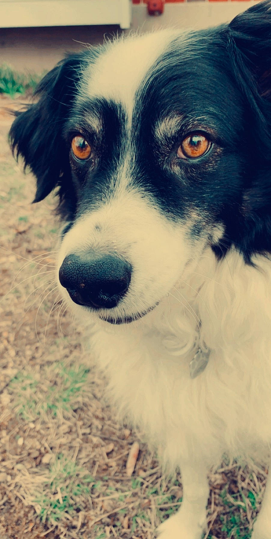 Carter is registered to the contest to win money with this photo: australian_collie, australian_shepherd, border_collie, canidae, carnivore, companion_dog, dog, dog_breed, english_shepherd, eye, herding_dog, mammal, miniature_australian_shepherd, nose, rare_breed_dog, snout, sporting_group, vertebrate, welsh_sheepdog, working_dog