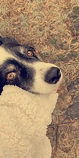 Carter joined the competition — help win amazing prizes! australian_shepherd, border_collie, canidae, carnivore, dog, dog_breed, nose, snout, working_dog