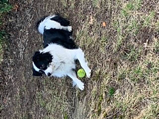 Carter joined the competition — help win amazing prizes! border_collie, canidae, carnivore, dog, dog_breed, karakachan_dog, landseer, mammal, puppy, sporting_group, stabyhoun, tornjak, vertebrate, working_dog