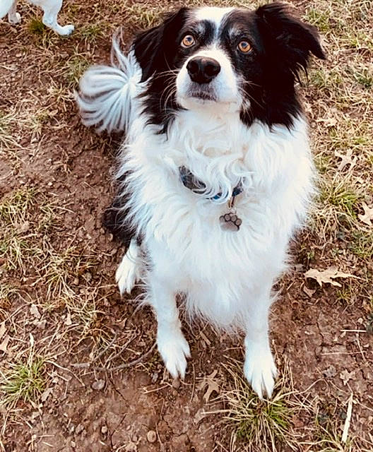 Carter joined the competition — help win amazing prizes! australian_collie, border_collie, canidae, carnivore, companion_dog, dog, dog_breed, kooikerhondje, mammal, papillon, phalene, spaniel, sporting_group