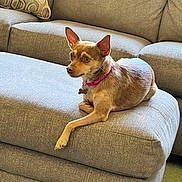 Foxy joined the competition — help win amazing prizes! dog, pet, small_dog, brown_dog, pink_collar, couch, ottoman, living_room, furniture, indoor, relaxed, curious, canine, home, cozy, carpet, cushion, ear_up, looking_away, resting