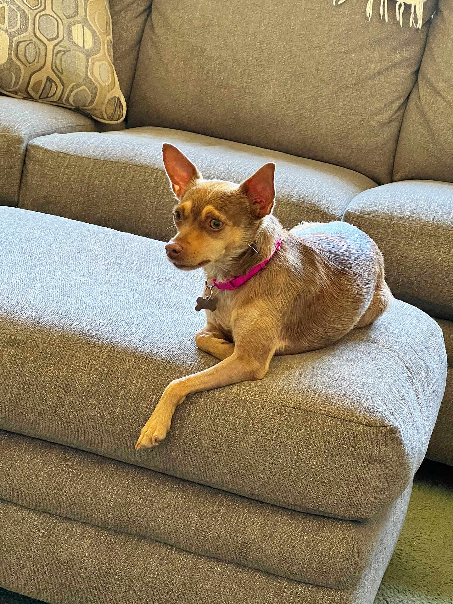 Foxy joined the competition — help win amazing prizes! dog, pet, small_dog, brown_dog, pink_collar, couch, ottoman, living_room, furniture, indoor, relaxed, curious, canine, home, cozy, carpet, cushion, ear_up, looking_away, resting