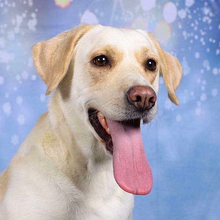 Nalla a rejoint le concours — aidez-le/la à gagner de superbes lots ! animal, background, bokeh, canine, close_up, cute, dog, domestic_animal, ears, expression, friendly, fur, happy, light_brown, muzzle, pet, portrait, smiling, studio, tongue