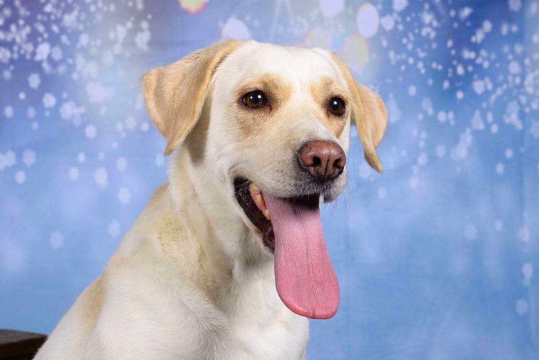 Nalla a rejoint le concours — aidez-le/la à gagner de superbes lots ! dog, tongue, pet, canine, portrait, studio, light_brown, happy, smiling, ears, fur, animal, cute, domestic_animal, background, bokeh, close_up, friendly, muzzle, expression