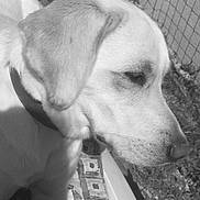 Nalla a rejoint le concours — aidez-le/la à gagner de superbes lots ! dog, close_up, outdoor, collar, animal, pet, fence, grass, sunlight, shadow, patterned_fabric, resting, calm, side_view, muzzle, ear, snout, domestic_animal, canine, nature