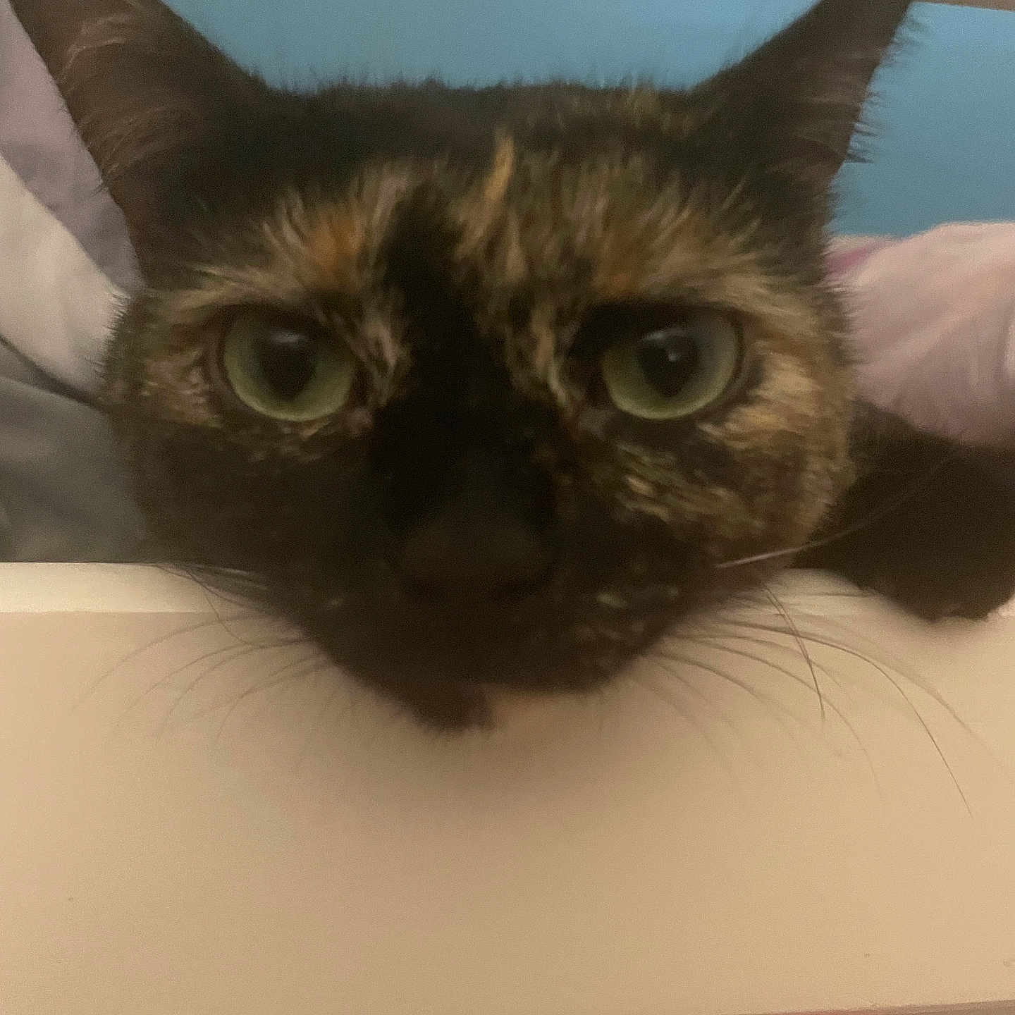Boo is registered to the contest to win money with this photo: abyssinian, animal, bed, blackcat, brasssection, cat, chair, couch, cushion, den, drawer, furniture, homedecor, horn, indoors, kitten, manx, musicalinstrument, pet, siamese