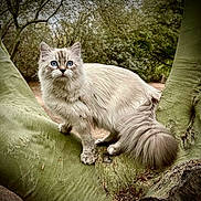 Tanzi joined the competition — help win amazing prizes! alert, animal, blue_eyes, branch, cat, cute, fluffy, forest, fur, majestic, mammal, nature, outdoor, pet, tail, tree, walking, whiskers, wildlife, woodland