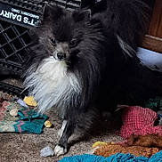 Booboo joined the competition — help win amazing prizes! dog, fluffy, black_and_white, indoor, toys, carpet, pet, small_dog, fur, animal, cute, messy, stuffed_toy, playful, home, canine, adorable, companion, furry, domestic