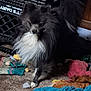 dog, fluffy, black_and_white, indoor, toys, carpet, pet, small_dog, fur, animal, cute, messy, stuffed_toy, playful, home, canine, adorable, companion, furry, domestic