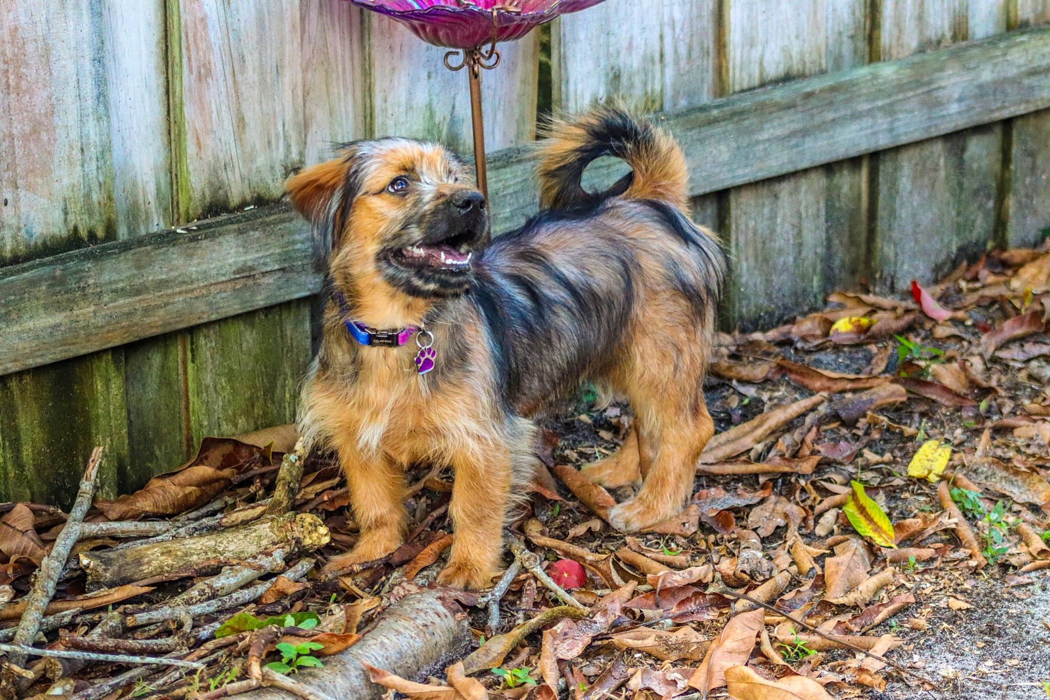 Rindy is registered to the contest to win money with this photo: art, carnivore, companion_dog, dog, dog_breed, dog_collar, dog_supply, fawn, fence, fur, liver, plant, puppy, small_terrier, soil, sporting_group, terrier, toy_dog, wood, working_dog