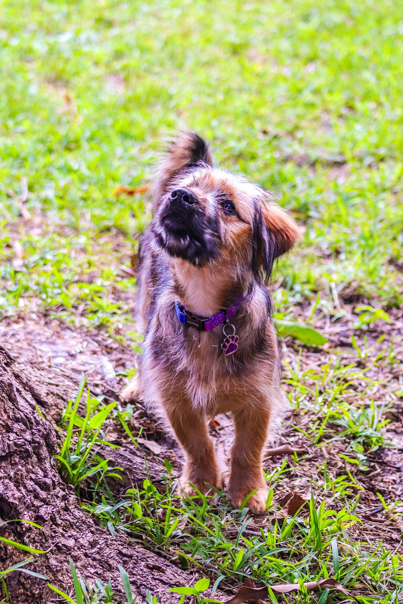 Rindy is registered to the contest to win money with this photo: carnivore, companion_dog, dog, dog_breed, fawn, fireworks, grass, groundcover, liver, plant, puppy, soil, sporting_group, terrestrial_animal, terrier, working_animal