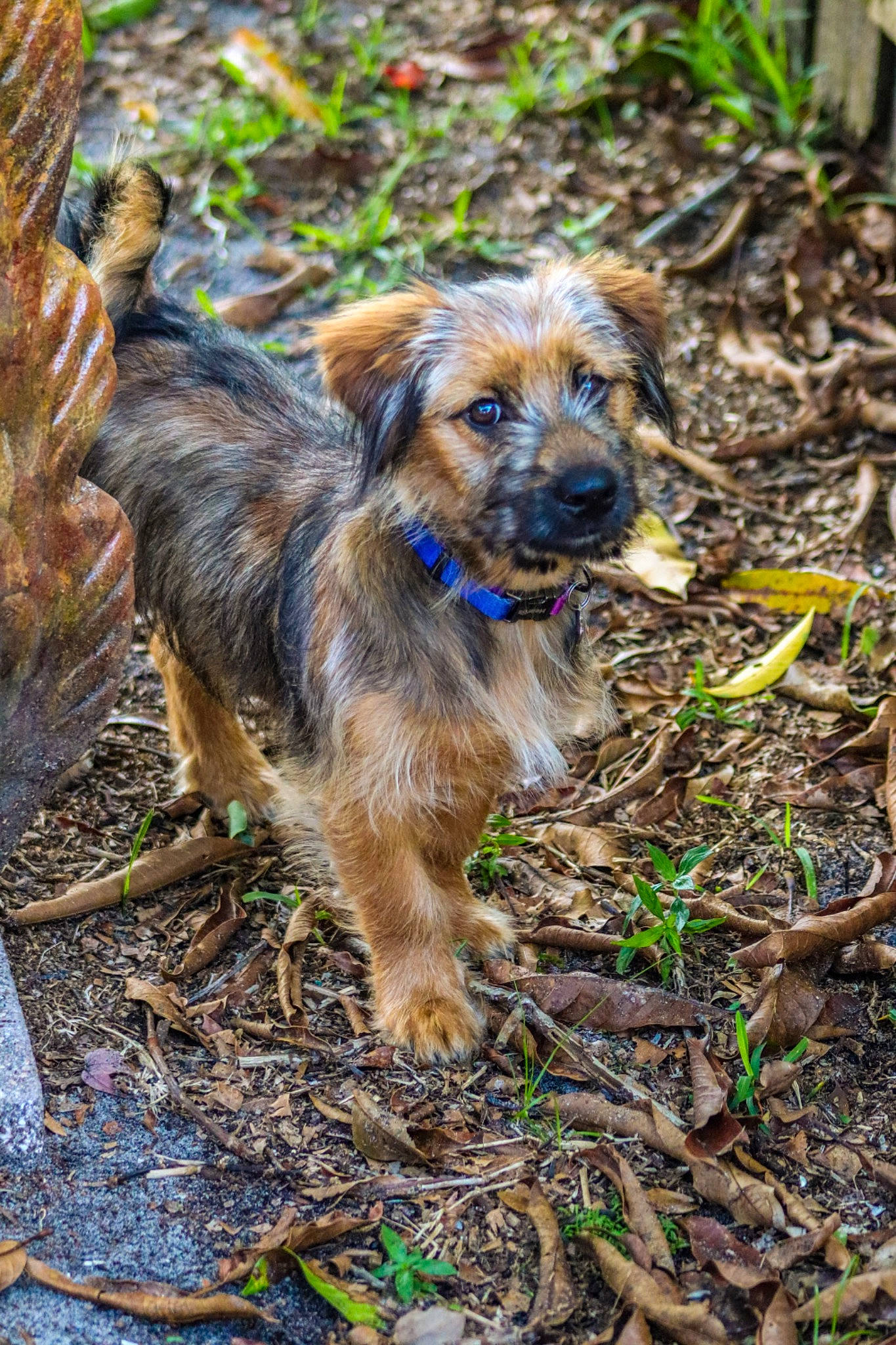 Rindy joined the competition — help win amazing prizes! canidae, carnivore, companion_dog, dog, dog_breed, fawn, grass, plant, small_terrier, snout, soil, sporting_group, terrestrial_animal, terrier, wood, working_animal, working_terrier