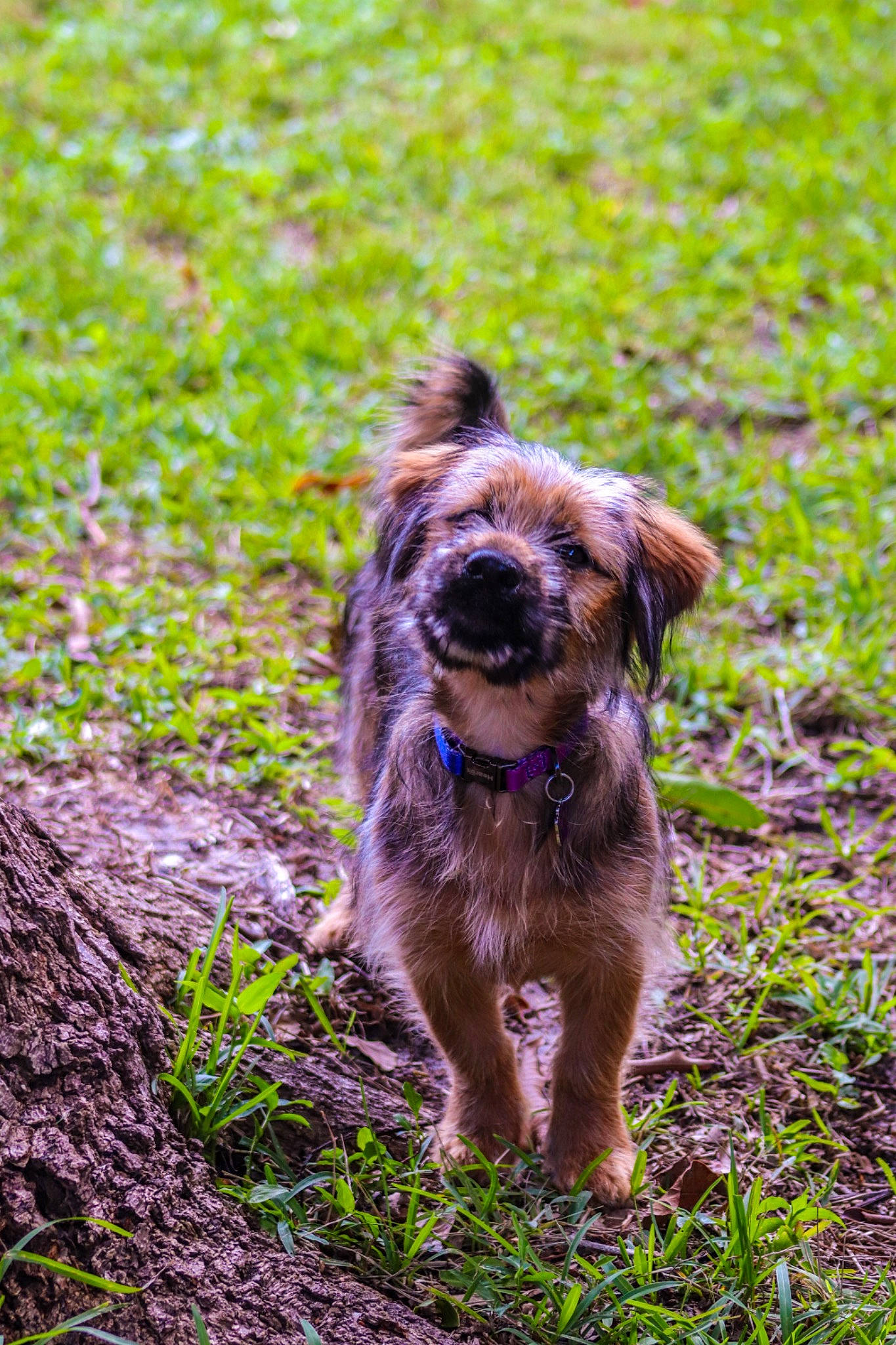 Rindy is registered to the contest to win money with this photo: canidae, carnivore, companion_dog, dog, dog_breed, fawn, grass, groundcover, liver, mammal, plant, small_terrier, snout, soil, sporting_group, tail, terrier, vertebrate, water_dog, working_animal