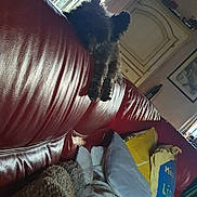 Sonny a rejoint le concours — aidez-le/la à gagner de superbes lots ! dog, couch, pillow, blanket, indoor, window, furniture, living_room, leather, pet, cozy, home, relaxing, curtains, decor, carpet, wood, light, shadow, small_dog