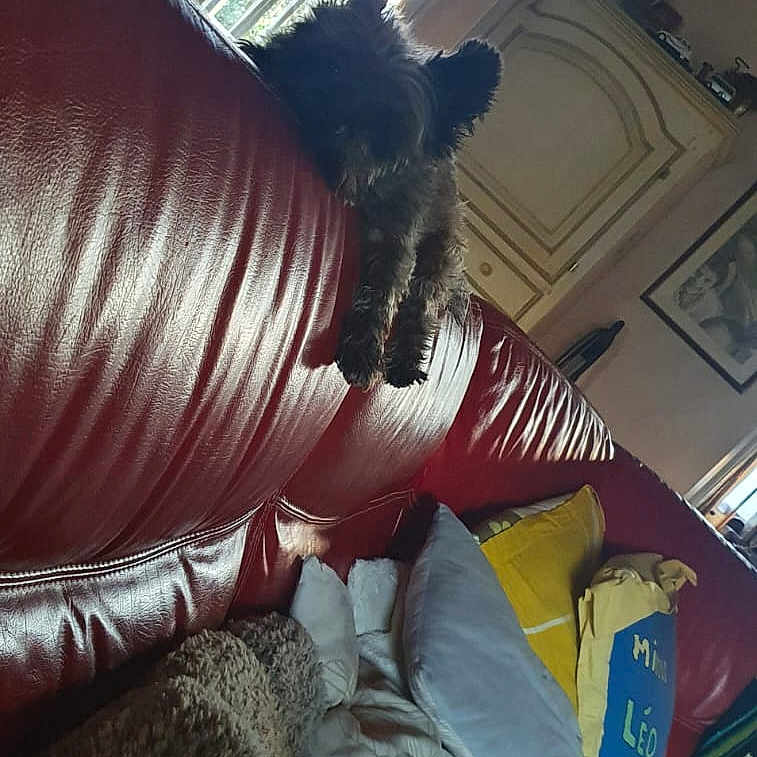 Sonny a rejoint le concours — aidez-le/la à gagner de superbes lots ! blanket, carpet, couch, cozy, curtains, decor, dog, furniture, home, indoor, leather, light, living_room, pet, pillow, relaxing, shadow, small_dog, window, wood