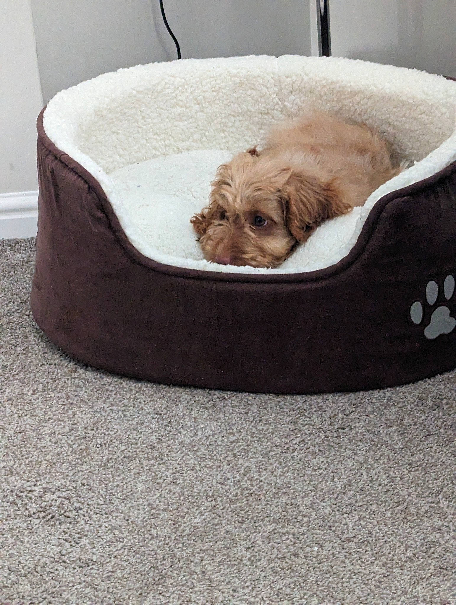 Bobby joined the competition — help win amazing prizes! bag, basket, beige, canidae, carnivore, comfort, companion_dog, dog, dog_breed, dog_supply, fashion_accessory, fawn, felidae, fur, linens, liver, pet_supply, sporting_group, toy_dog, wicker