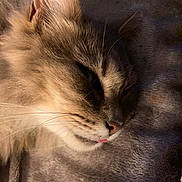 Lady participe au concours pour gagner de l'argent avec cette photo : cat, closeup, fluffy, resting, sleepy, tongue, feline, pet, soft, blanket, cozy, whiskers, ear, fur, cute, animal, domestic, mammal, relaxed, indoor