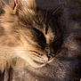 cat, closeup, fluffy, resting, sleepy, tongue, feline, pet, soft, blanket, cozy, whiskers, ear, fur, cute, animal, domestic, mammal, relaxed, indoor