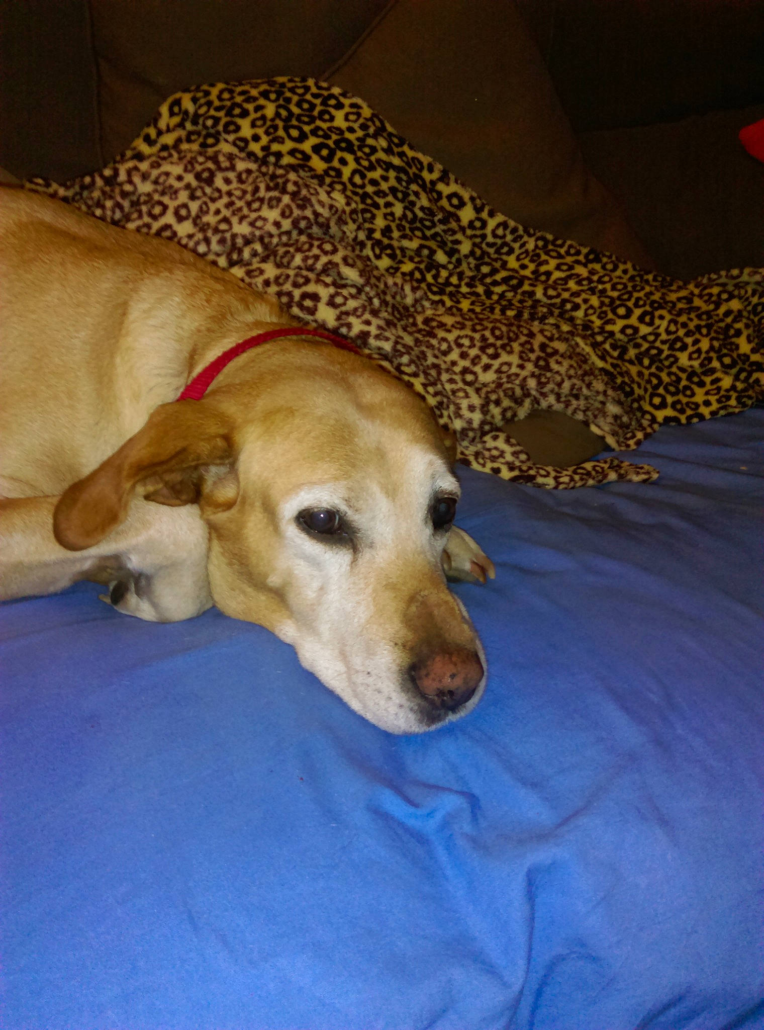 Cana a rejoint le concours — aidez-le/la à gagner de superbes lots ! beagador, canidae, carnivore, dog, dog_breed, fawn, labrador_retriever, lurcher, mammal, mudhol_hound, saluki, snout, sporting_group, vertebrate