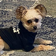 Mocha joined the competition — help win amazing prizes! animal, black_clothing, carpet, casual, cozy, curious, cute, dog, domestic, expression, floor, fluffy_ears, fur, hoodie, indoor, laying_down, pet, resting, small_dog, texture