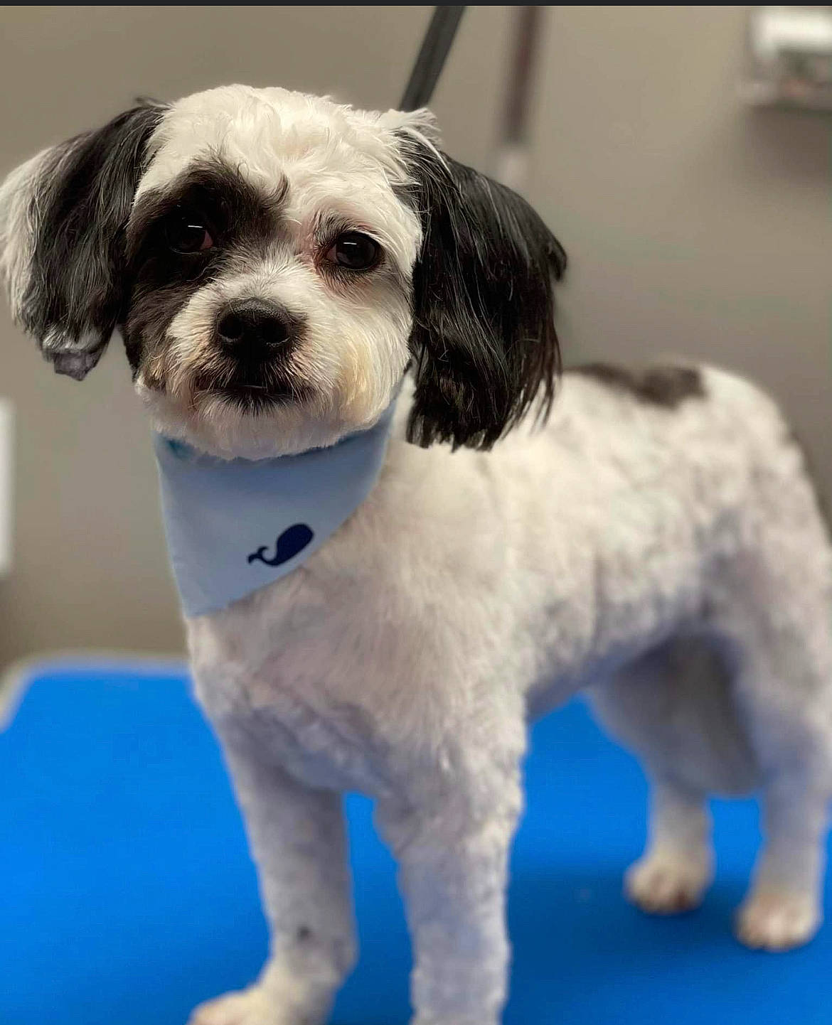 Bambam joined the competition — help win amazing prizes! canidae, carnivore, collar, companion_dog, dog, dog_breed, dog_collar, dog_supply, fawn, fur, maltepoo, non_sporting_group, puppy_love, small_terrier, snout, sporting_group, terrier, toy_dog, whiskers, working_animal