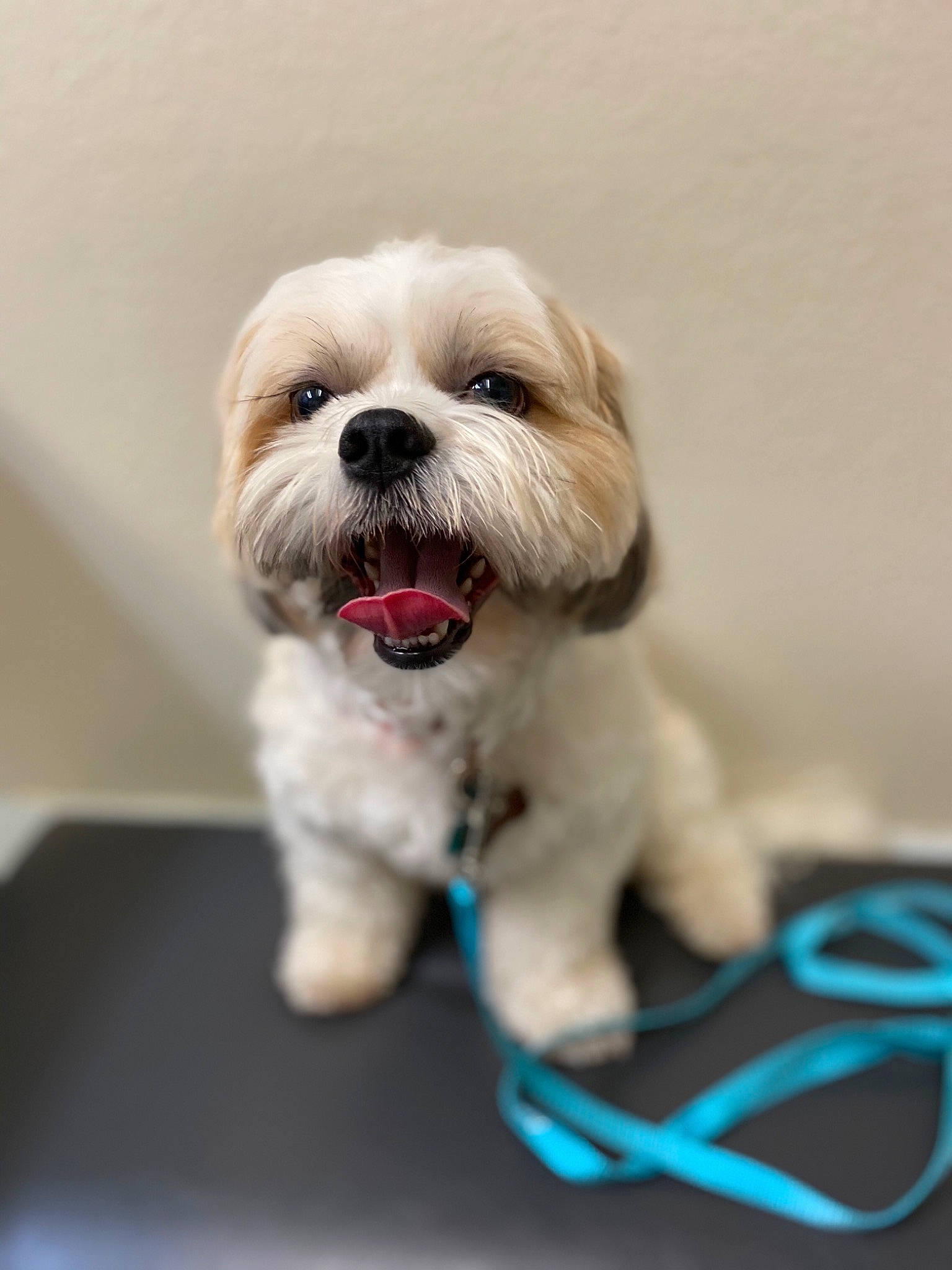 Buddha is registered to the contest to win money with this photo: canidae, carnivore, companion_dog, dog, dog_breed, dog_collar, dog_supply, electric_blue, fawn, fur, liver, maltepoo, recipe, small_terrier, snout, sporting_group, terrier, toy, toy_dog, working_animal