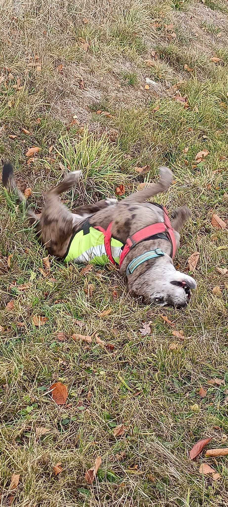 Dorat a rejoint le concours — aidez-le/la à gagner de superbes lots ! canidae, carnivore, collar, comfort, companion_dog, dog, dog_breed, dog_collar, dog_supply, fawn, grass, groundcover, leash, pet_supply, plant, soil, sporting_group, tail, terrestrial_animal, working_animal