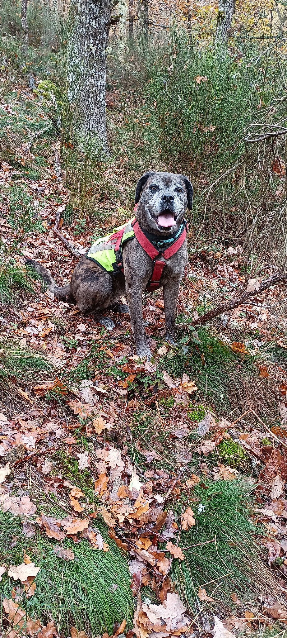Dorat participe au concours pour gagner de l'argent avec cette photo : canidae, carnivore, collar, companion_dog, dog, dog_breed, dog_clothes, dog_collar, dog_hiking, dog_supply, grass, guard_dog, hunting_dog, leash, plant, soil, sporting_group, tail, walking, working_animal