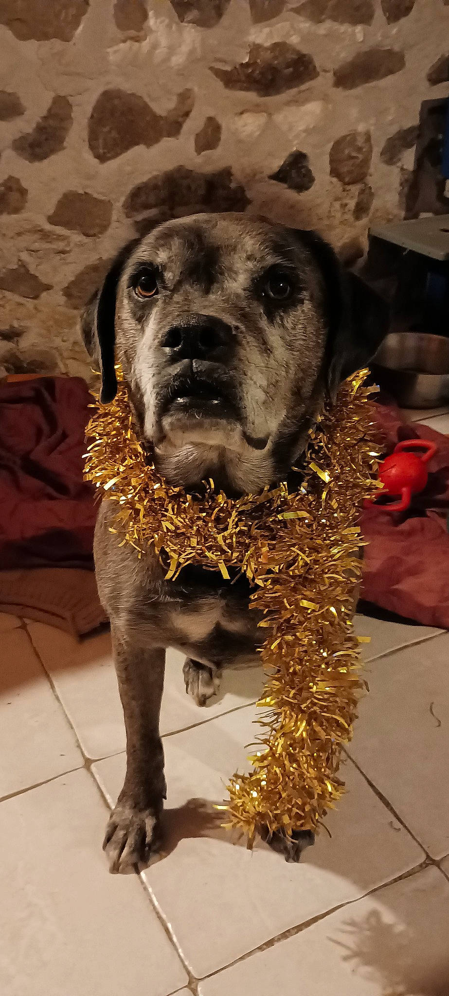 Dorat a rejoint le concours — aidez-le/la à gagner de superbes lots ! ancient_dog_breeds, art, canidae, carnivore, companion_dog, dog, dog_breed, fawn, fur, giant_dog_breed, great_dane, guard_dog, molosser, snout, sporting_group, terrestrial_animal, whiskers, working_animal, working_dog, wrinkle