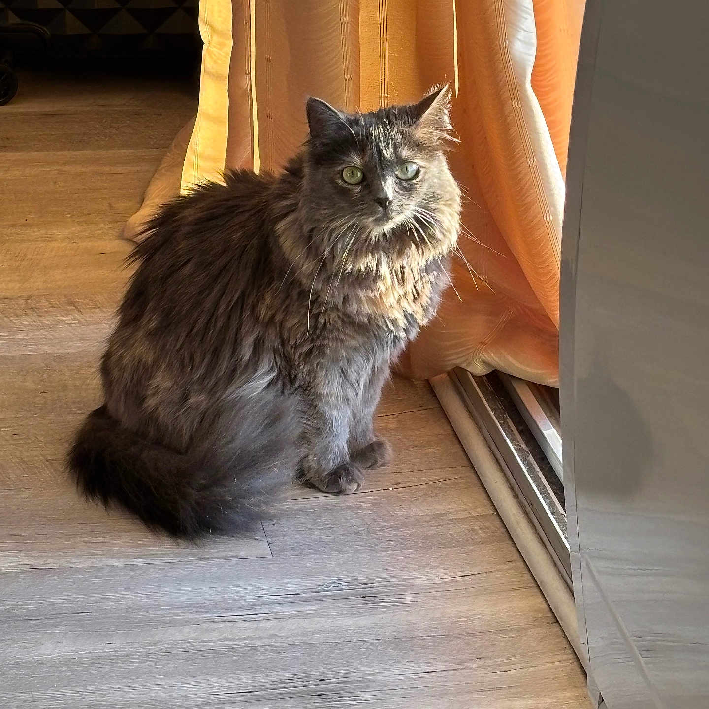 Moka a rejoint le concours — aidez-le/la à gagner de superbes lots ! abyssinian, angora, animal, cat, couch, curtain, door, furniture, hardwood, homedecor, indoors, interiordesign, kitten, manx, pet, plywood, window, windowshade, windowsill, wood