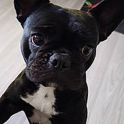 Ulane participe au concours pour gagner de l'argent avec cette photo : dog, french_bulldog, black_dog, pet, indoor, flooring, kitchen, curious, ears, white_patch, closeup, animal, companion, domestic, cute, alert, canine, portrait, looking_up, friendly