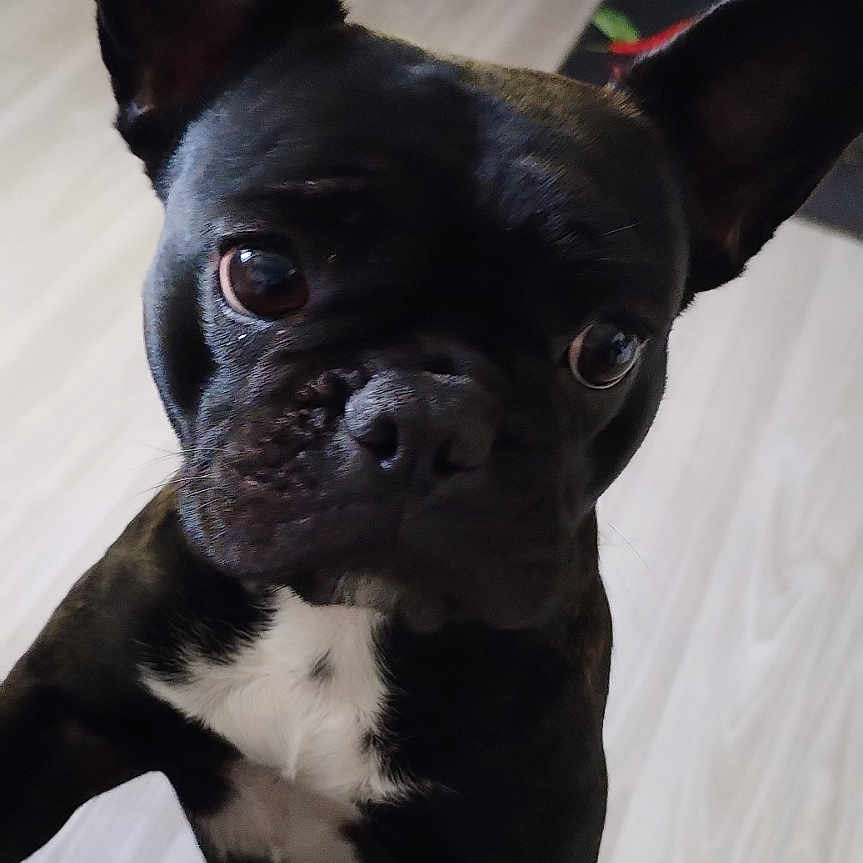 Ulane participe au concours pour gagner de l'argent avec cette photo : alert, animal, black_dog, canine, closeup, companion, curious, cute, dog, domestic, ears, flooring, french_bulldog, friendly, indoor, kitchen, looking_up, pet, portrait, white_patch