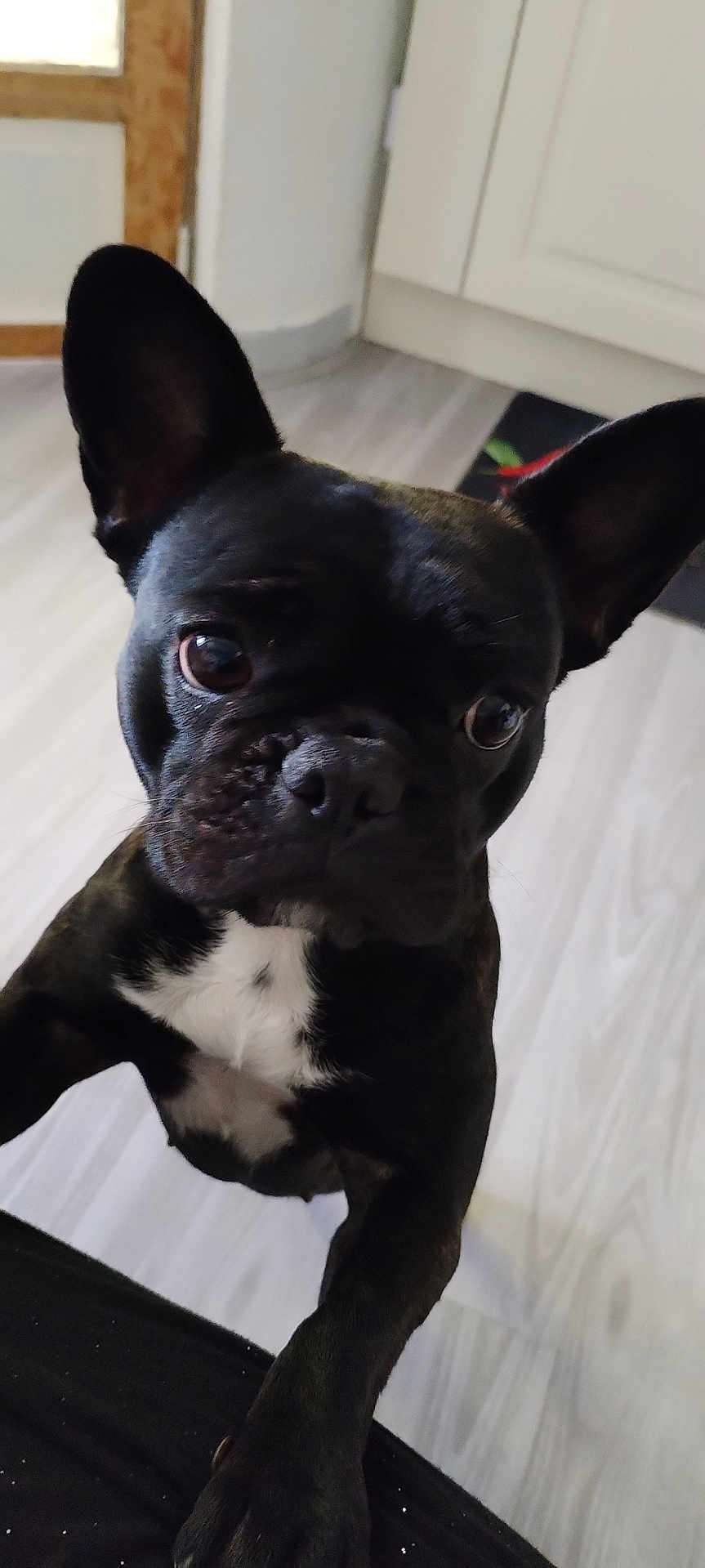 Ulane participe au concours pour gagner de l'argent avec cette photo : dog, french_bulldog, black_dog, pet, indoor, flooring, kitchen, curious, ears, white_patch, closeup, animal, companion, domestic, cute, alert, canine, portrait, looking_up, friendly
