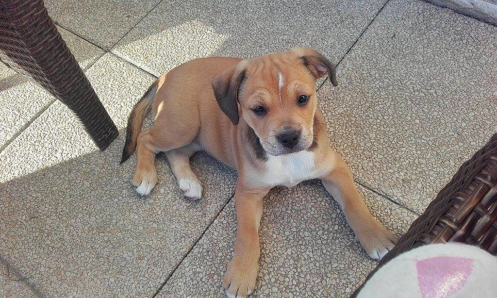 Marlow a rejoint le concours — aidez-le/la à gagner de superbes lots ! canidae, carnivore, collar, companion_dog, dog, dog_breed, fawn, flooring, non_sporting_group, paw, pet_supply, road_surface, sidewalk, snout, sporting_group, street_dog, terrestrial_animal, whiskers, working_animal, working_dog